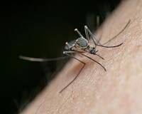 Paragraph on Malaria