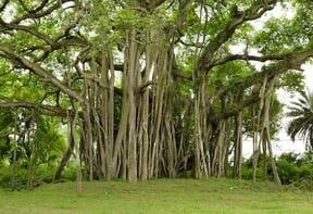 Autobiography of a Banyan Tree