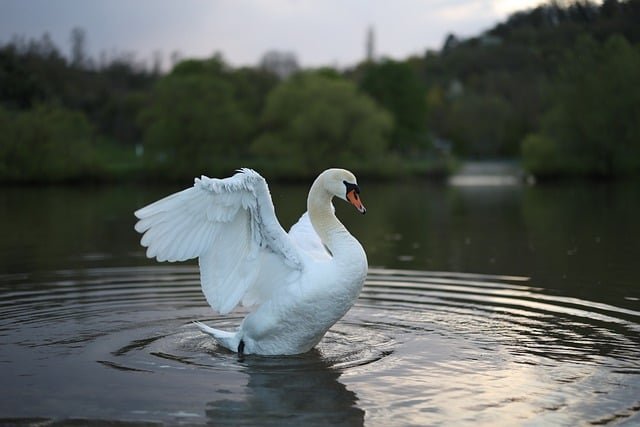 Picture Composition for Class 2 (Swan)