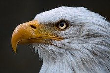 Picture Comprehension for Class 3 (Bald eagle)