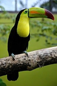 Picture Comprehension for Class 3 (toucan)