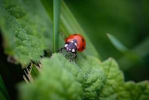 Picture Comprehension for Class 3 (Ladybug)