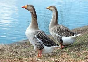 Picture Compositions for Class 2 (Geese)