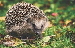 Picture Comprehension for Class 3 (hedgehogs)