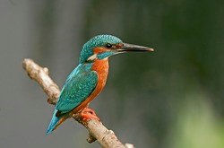 Picture Comprehension for Class 3 (Kingfisher)