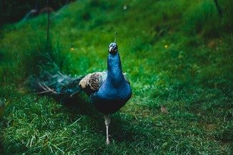 Picture Comprehension for Class 2 (Peacock)