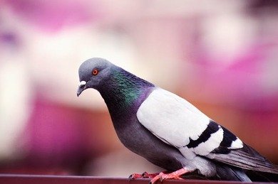 Picture Comprehension for Class 2 (Pigeon)