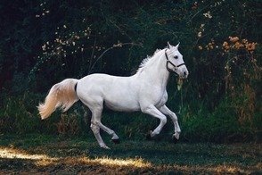 Picture Comprehension for Class 2 (Horse)