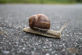 Picture Comprehension for Class 2 (Snail)