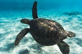 Picture Comprehension for Class 2 (Sea Turtle)