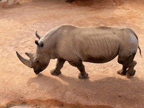 Picture Comprehension for Class 2 (Rhino)
