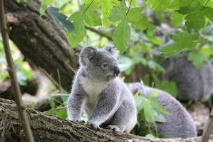 Picture Comprehension for Class 2 (Koala)