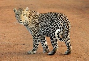 Picture Comprehension for Class 2 (Leopard)