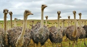 Picture Comprehension for Class 2 (Ostriches)