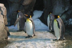 Picture Comprehension for Class 2 (Penguin)