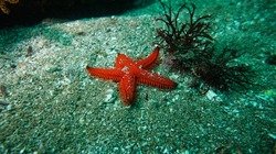 Picture Comprehension for Class 2 (Starfish)
