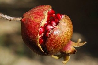 Picture Comprehension for Class 3 (pomegranate)