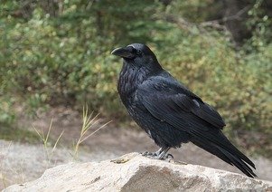Picture Comprehension for Class 3 (Crow)