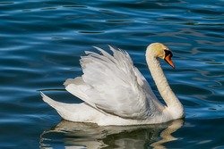 Picture Comprehension for Class 3 (Swan)