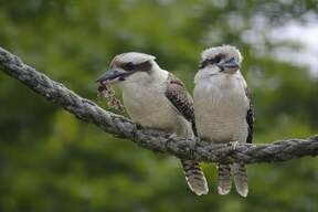 Two Kookaburras on a Rope