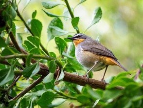 Picture Compositions for Class 3 (Bird)