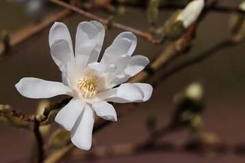 Picture Compositions for Class 3 (White Flower)