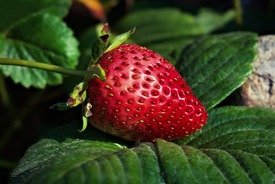 Picture Compositions for Class 3 (Strawberry)